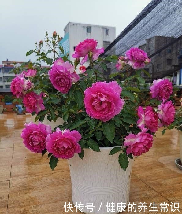 月季花|貌可比牡丹,香气胜兰花,四季有花开,这种盆栽花卉,很值得拥有!