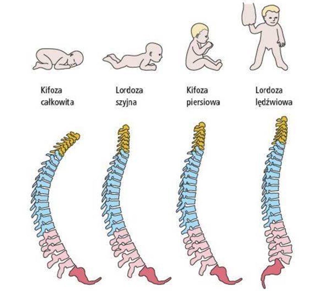 3个月之内的宝宝骨骼尚未完全发育完成,颈椎和脊椎都很柔软,经常被抱