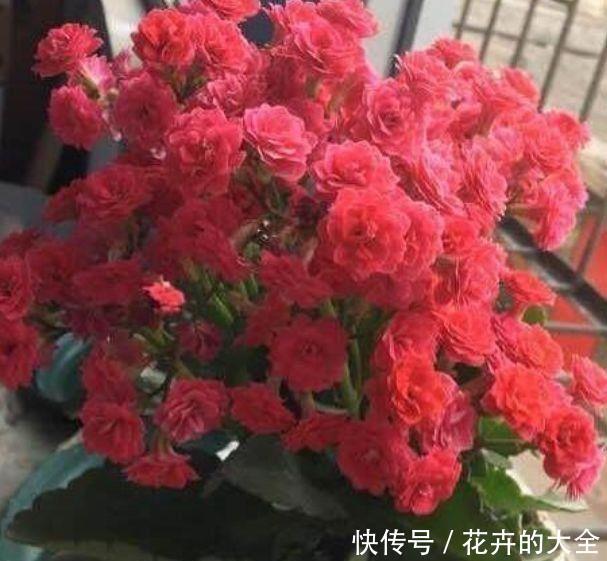 适合庭院养的4种花,颜值高,开花多,花香四溢