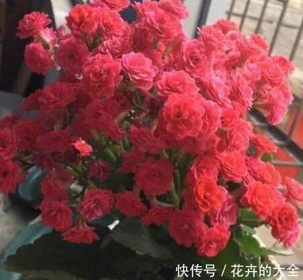 适合庭院养的4种花，颜值高，开花多，花香四溢