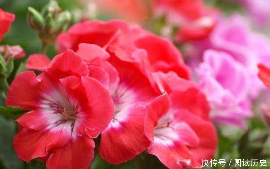 4种花号称贵族花,尊贵大气,开花时如梦如幻