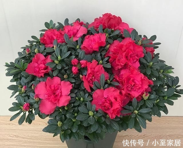  不干不浇|都说杜鹃、茶花难养，其实问题就三点，做好了常年长得好开花多