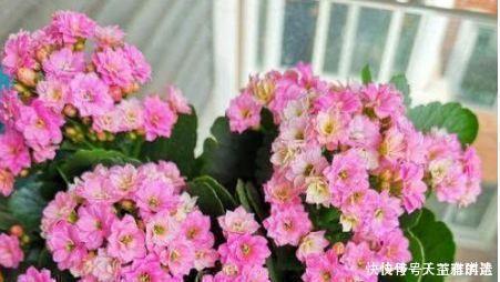 爆盆|4种花养了就爆盆，好养易活开花漂亮，一养就上瘾