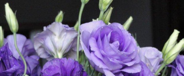 最适合家养的几种花,花期长还不招虫子,你家种了几盆