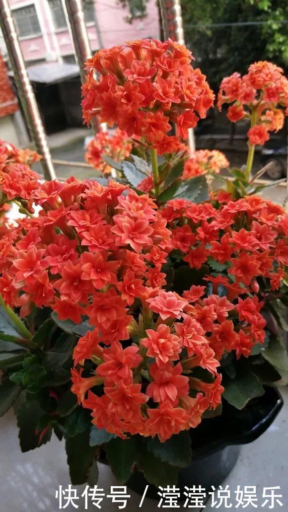 6种花是“老酒鬼”,1个月喝2杯,叶子油亮亮,花苞冒不完