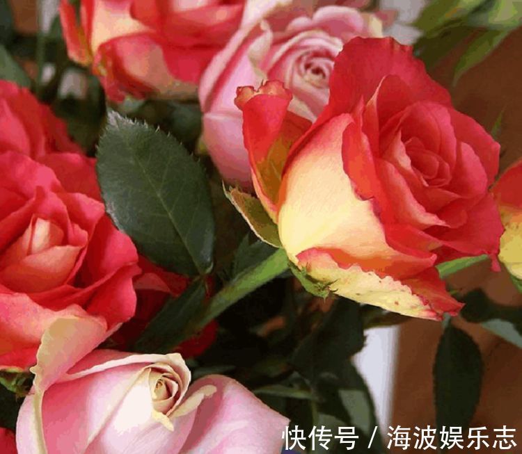 “高档玫瑰”彩纸口红,花开如唇彩,灵动美艳,可以说是精品