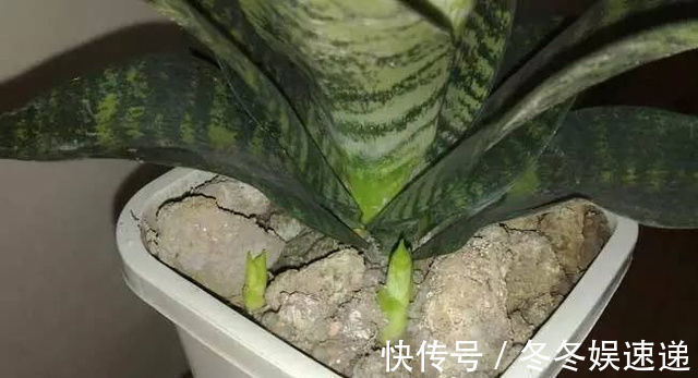 盆栽虎皮兰,学会这3招,保证让你的虎皮兰不断长侧芽