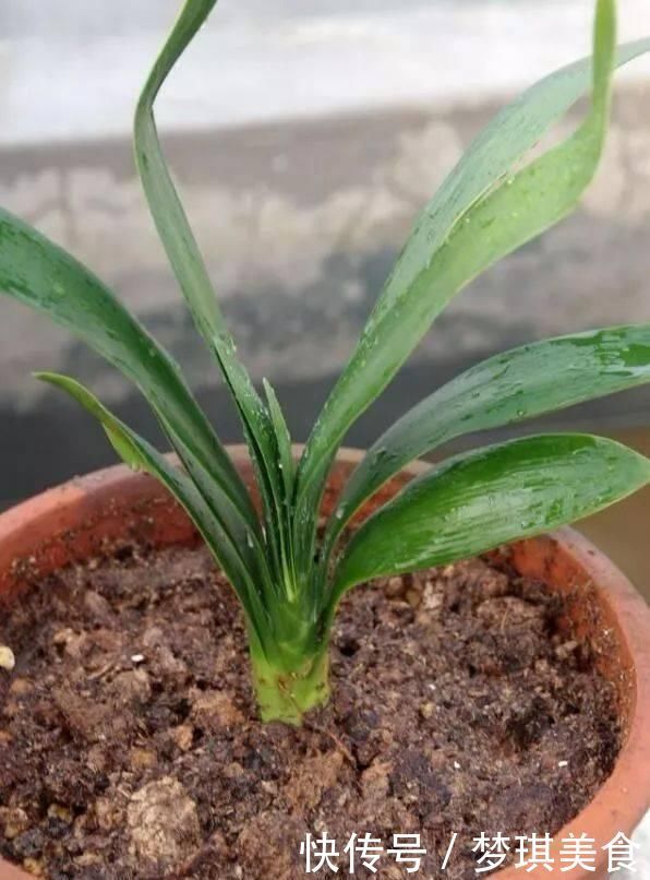 花卉换盆,4大“禁区”不要碰,否则黄叶掉花苞,换一盆死一盆