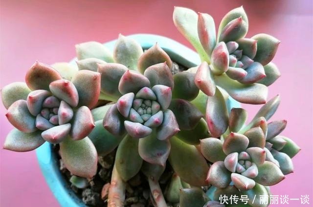普货多肉|不只大普货容易繁殖，有些知名度不高的美肉，繁殖成功率也很高