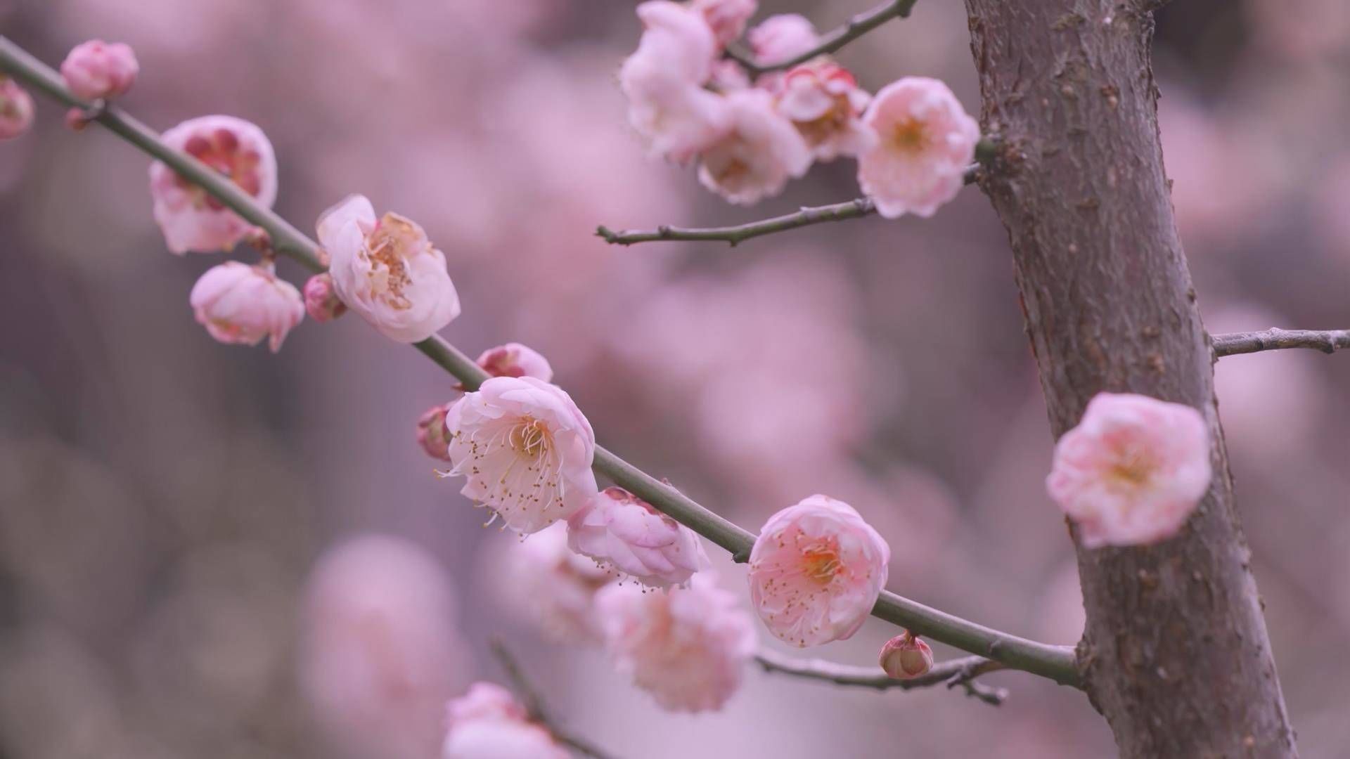 梅花|美翻了！苍南县金乡镇梅峰公园千株梅花迎寒绽放