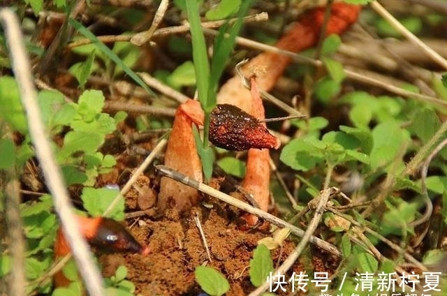 腐殖质|它便是“红鬼笔”,竹林遇见,请您尽量绕开,别踩到了