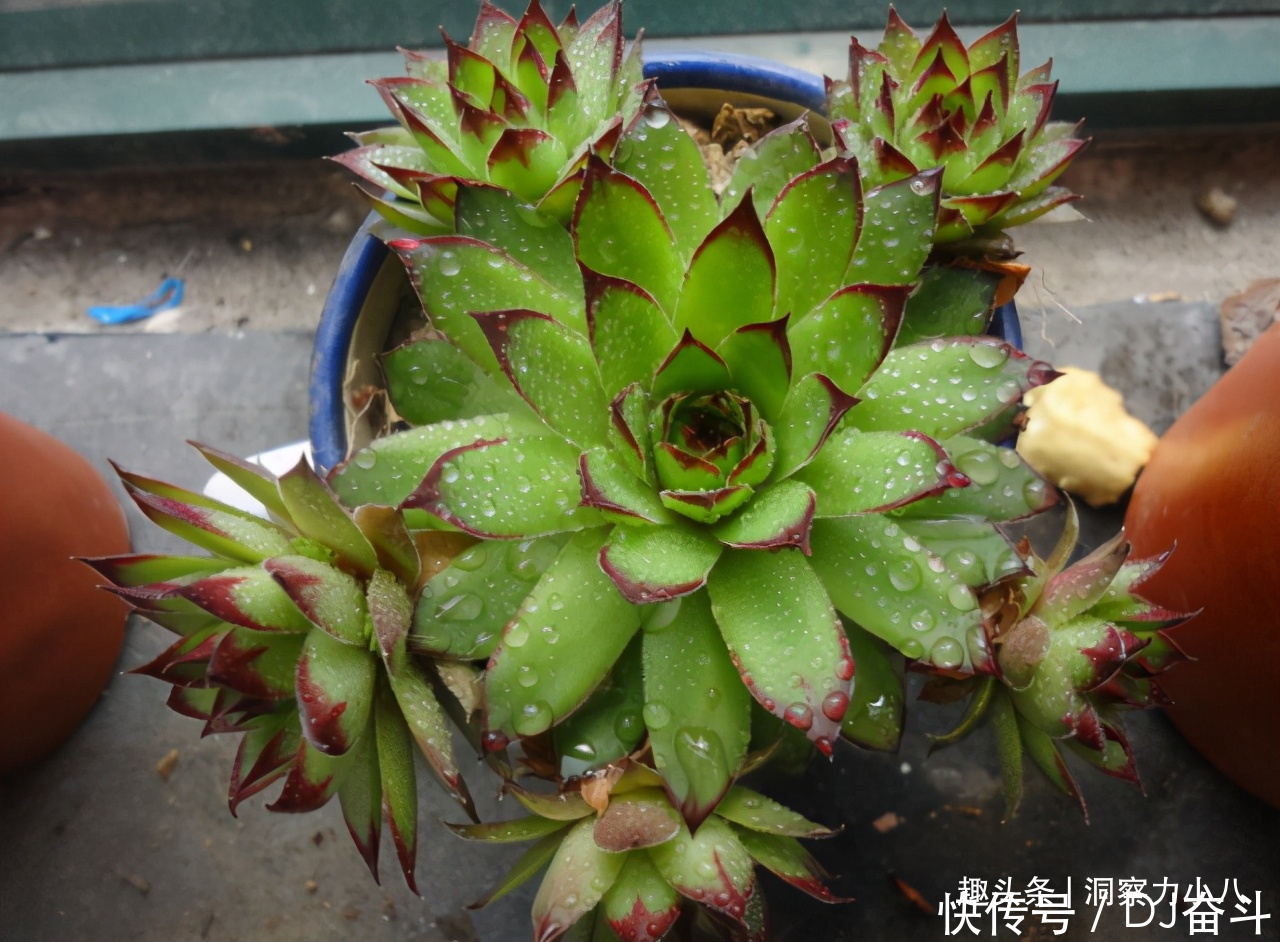 观音莲需“虐养”,勤做三动作,撒欢长易群生,次月爆崽一大圈