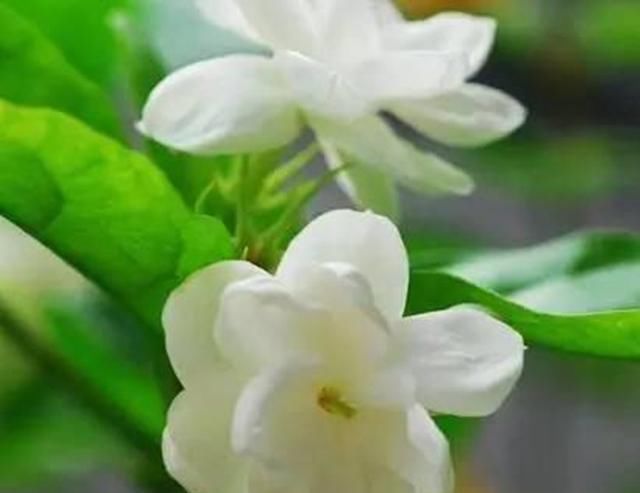 家养茉莉要四勤,才能花开爆盆芳香四溢