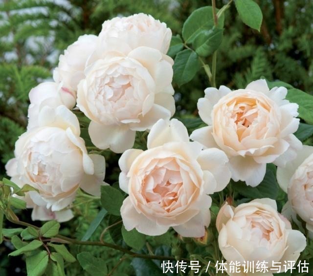 如何让月季弱苗在春天满血复活让你的月季抓住春风长成壮苗吧!