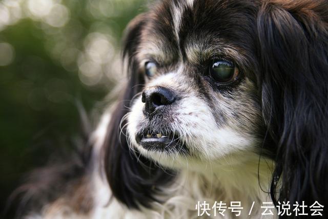 并发症|患白内障的狗狗越来越多!究其原因,跟主人过度宠爱也有关
