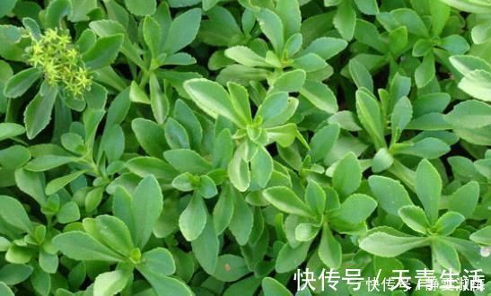 想吃|乡下常见的野菜,被称作“金不换”,城里人想吃都买不到!