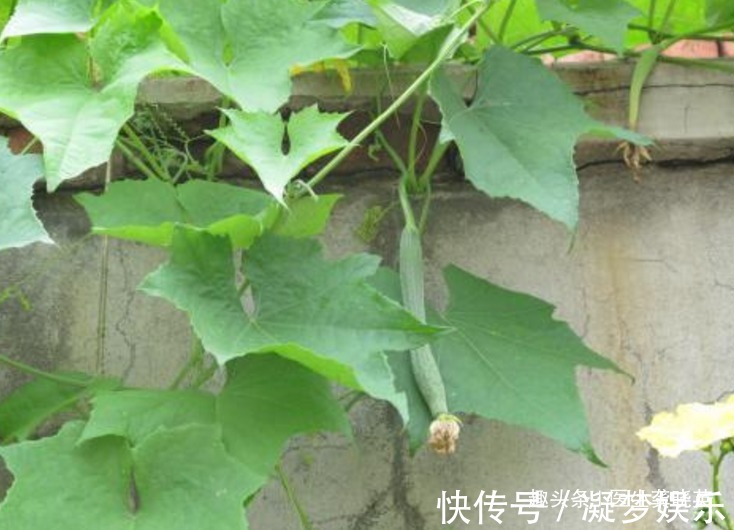 丝瓜|丝瓜叶不要扔掉,城里人大价钱买不到!只因有这三个特殊功效