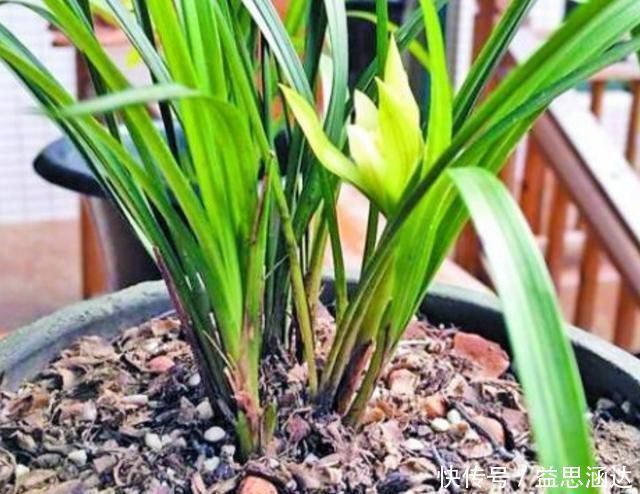 养兰花这点最关键，发芽多又壮，开花多又香，年年开花不断