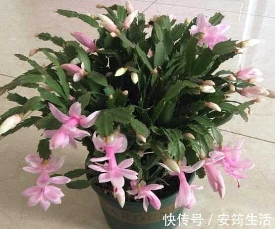 养殖蟹爪兰得注意分阶段施肥，摸清2点，在家制肥养好花