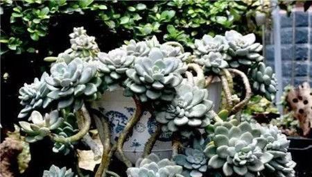 秋丽秋丽|4种漂亮多肉,好看又好养,容易出状态,价格便宜,适合新手