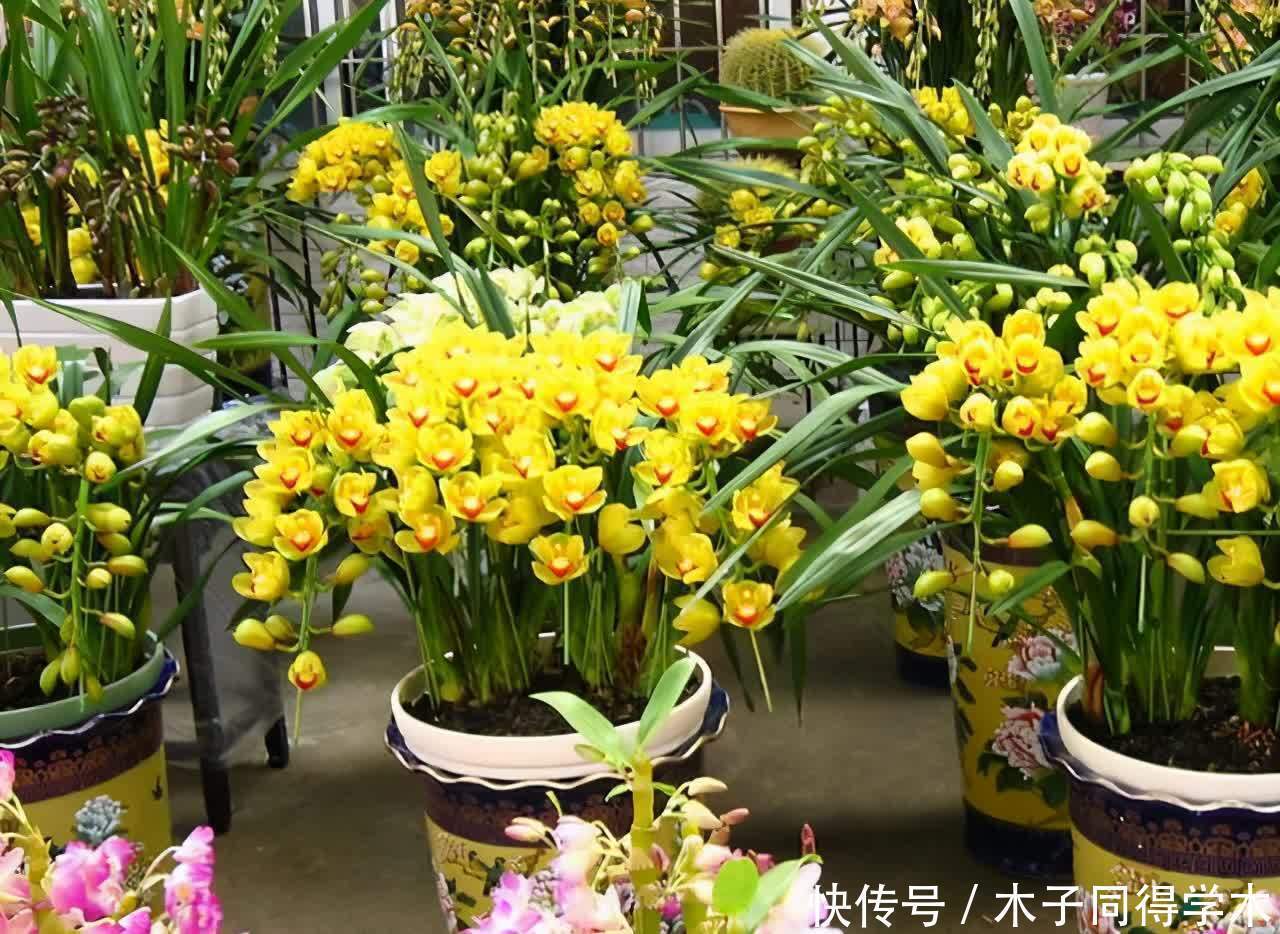 花店买花，别选4种，买了也养不好，半死不活真难看，白花钱了