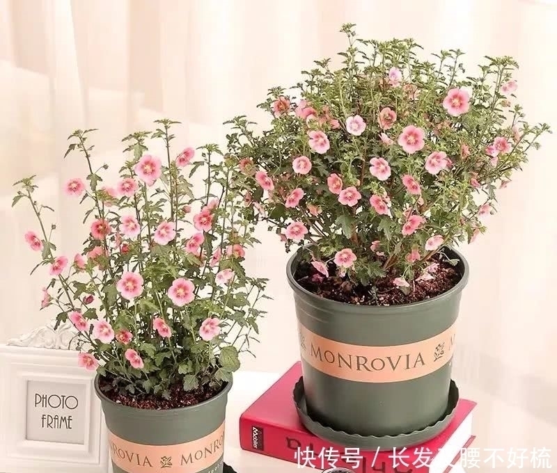 株形|六月养这四种花正合适,不怕热、不怕晒,越热越开花,繁花满枝,漂亮极了