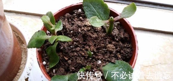 7前,这3种花最适合扦插,“养不死”易爆盆,叶绿花还多