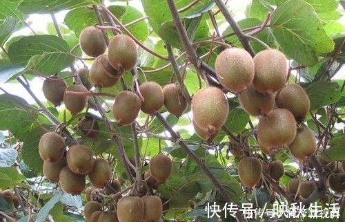 皱纹|女人过了45岁，常吃以下3种水果，能养肝明目，淡斑防皱纹