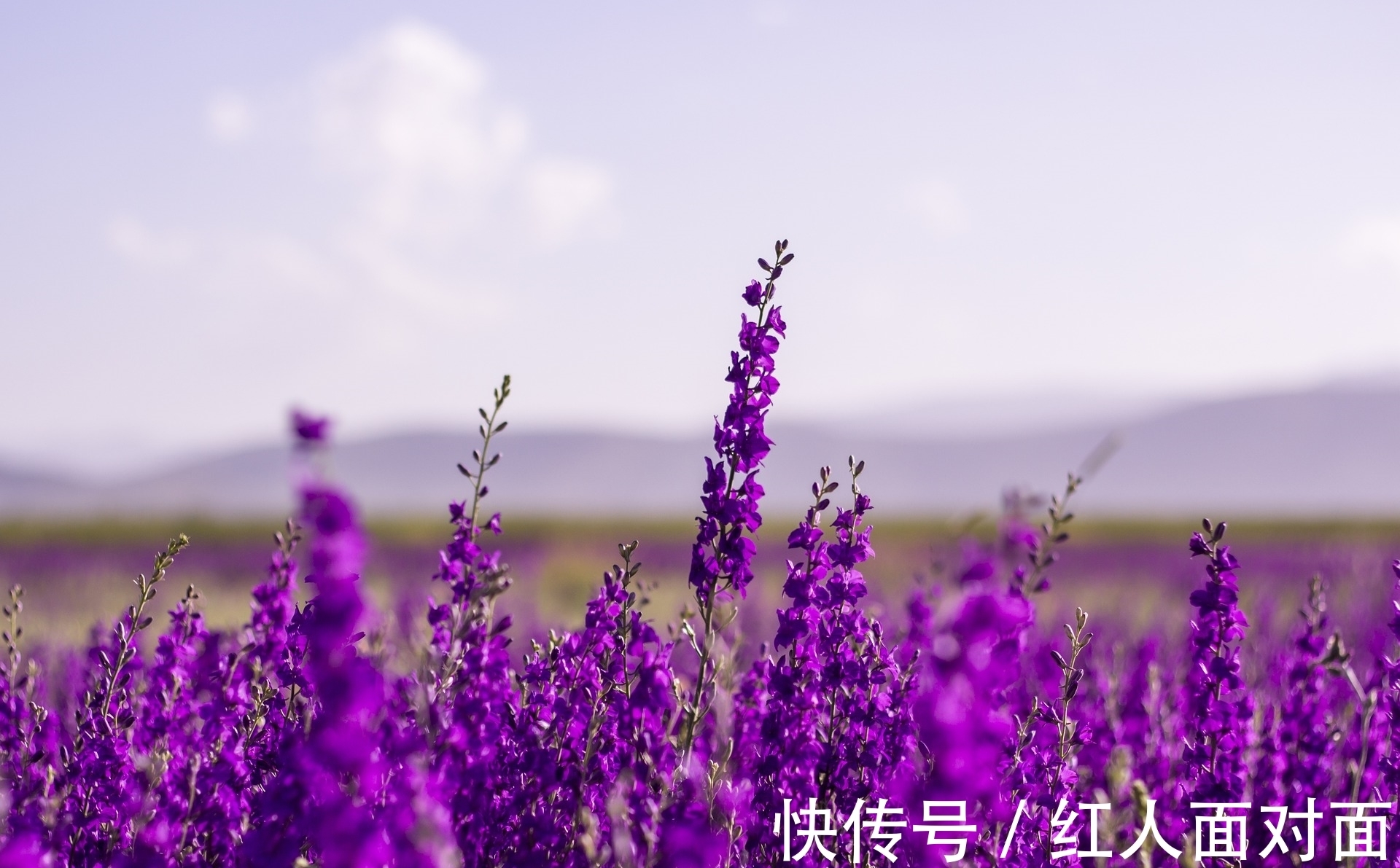 飞鸟集$生活平凡,愿为小草