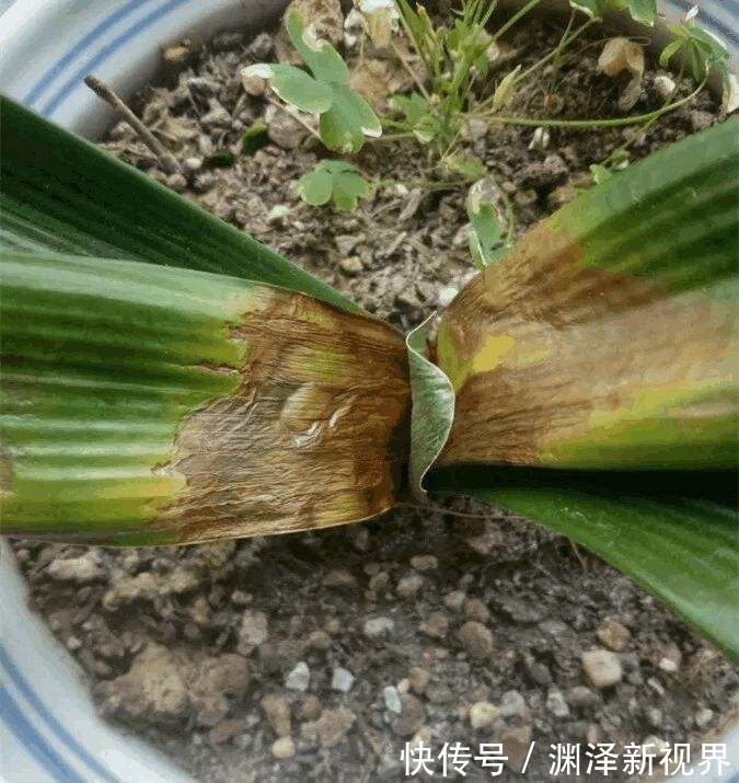 叶面|夏天喷水保湿，但是千万别喷这几种花，否则烂的透透的！