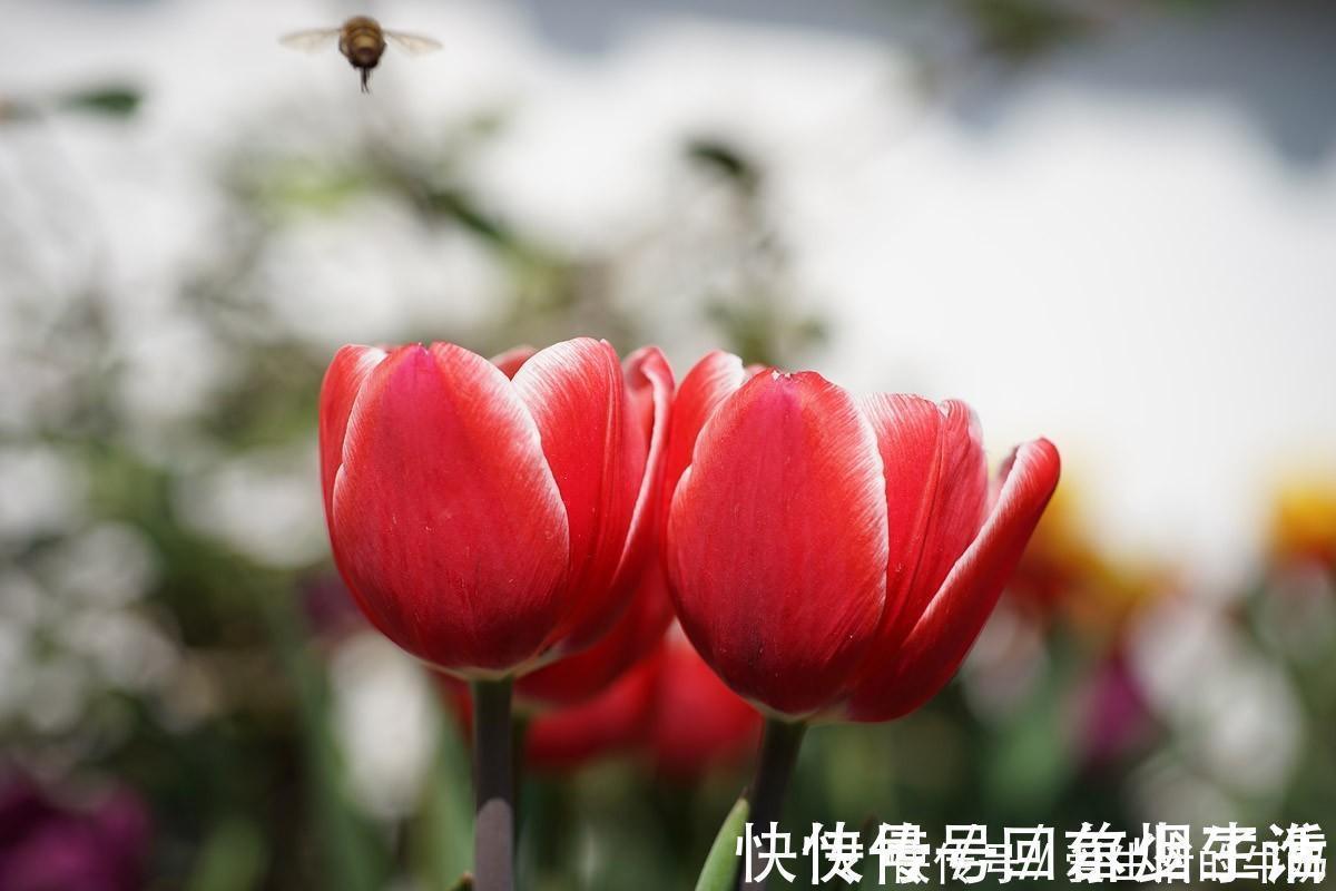 别信卧室养绿植除甲醛，还有这些花一定不要养，否则只有后悔