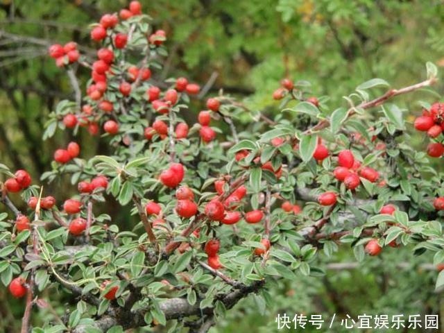 枸杞|没钱买花,野外去挖,插个枝就活,一年变昂贵的盆景,挂满红果果