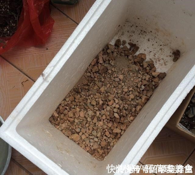 疯了|君子兰要怎么浇水注意“1点”，叶片多，长得旺，开花开疯了！