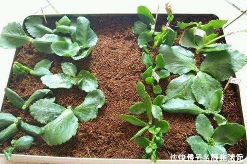 冬天也能扦插花,4种漂亮花,剪个枝插土里,明年一盆变多盆!