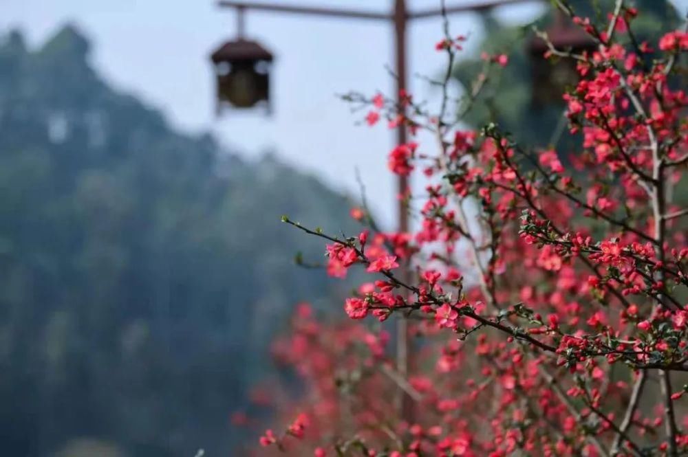 这个季节赏花踏青刚刚好~