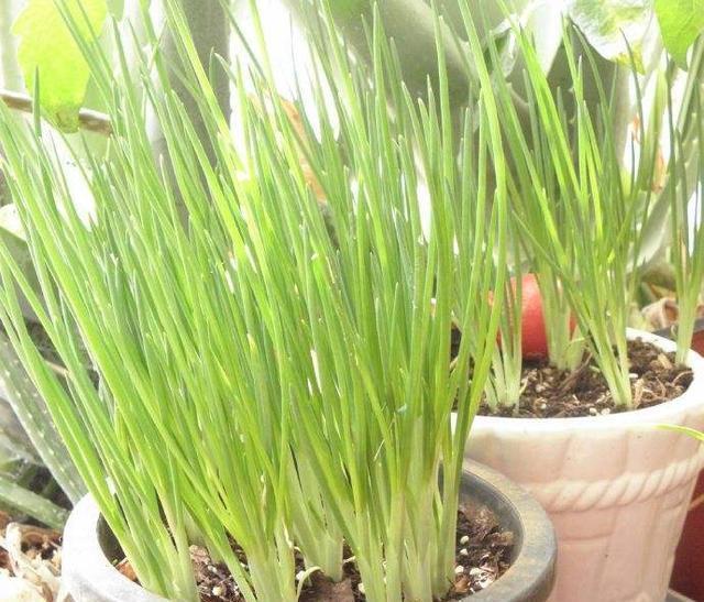 4步教你盆栽小葱,又粗又“肥硕”,不用再去菜市场买啦