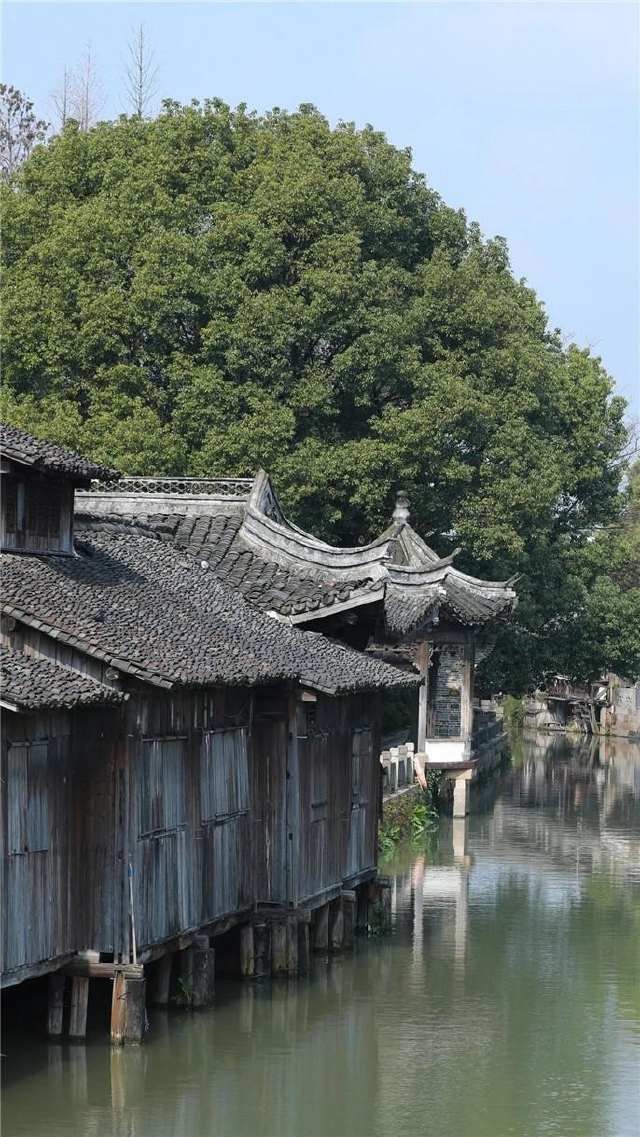 春雷始鸣,乌镇“慢直播”带你“云春游”,看小镇有多美