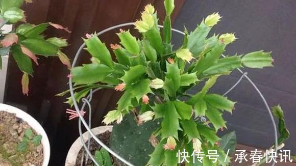 嫁接、盆栽蟹爪兰该注意什么2步管理到位,茎叶嗖嗖花开不停