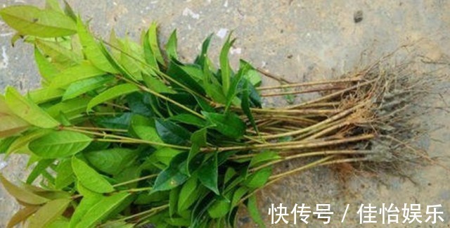 柠檬树|3种“香香树”,剪个枝丫,插土里,15天生根,开花满屋香