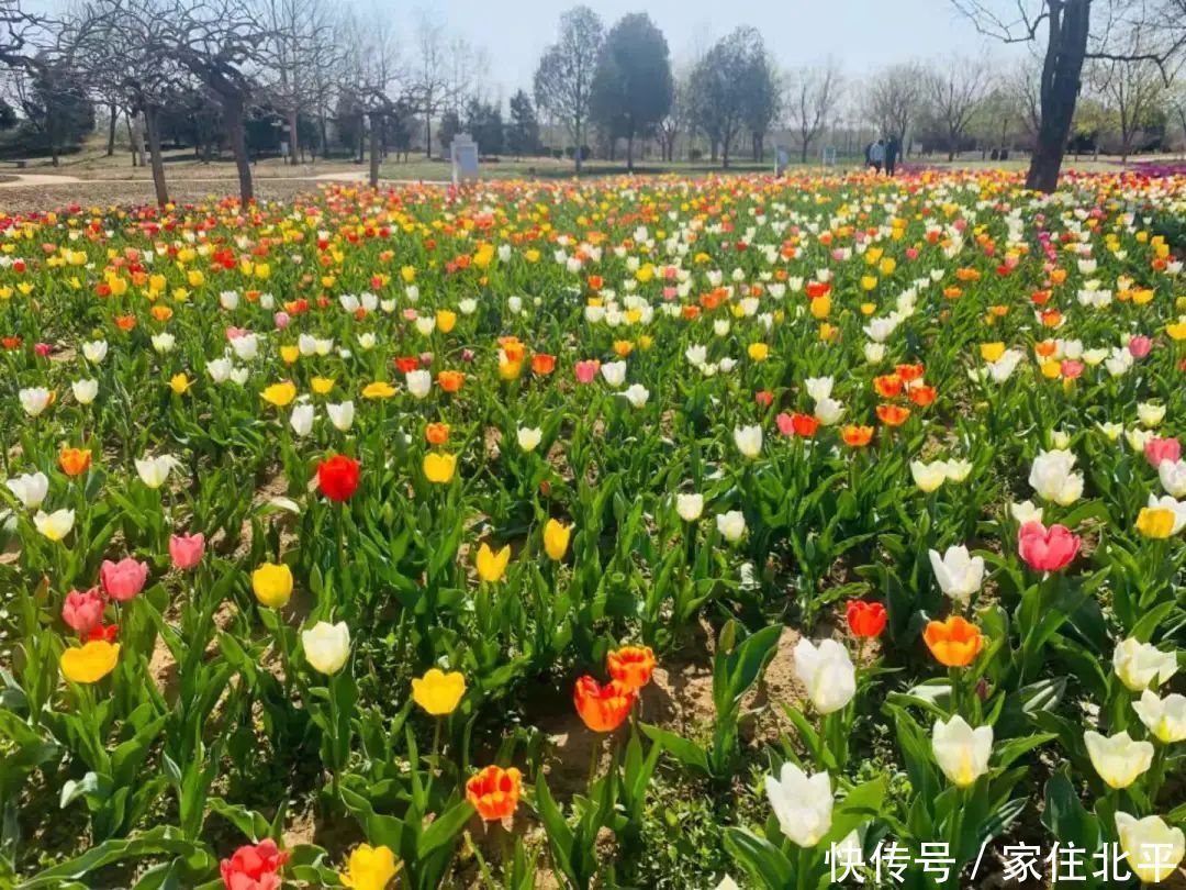 醉美花海！世界花后”正香飘京城，观赏面积超120000㎡！快去打卡