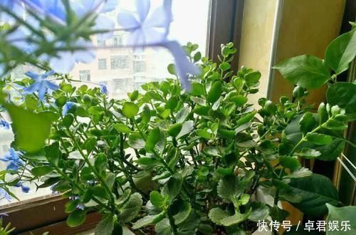 养这三种花,盆越小,开的花越多,放大盆还容易死