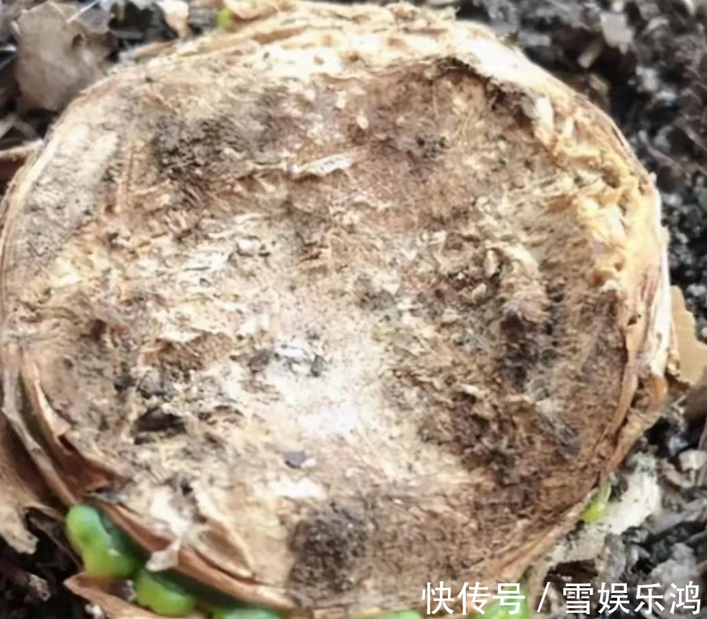 4种“吉利花”,被水浇死了不要扔,简单处理又能长满盆