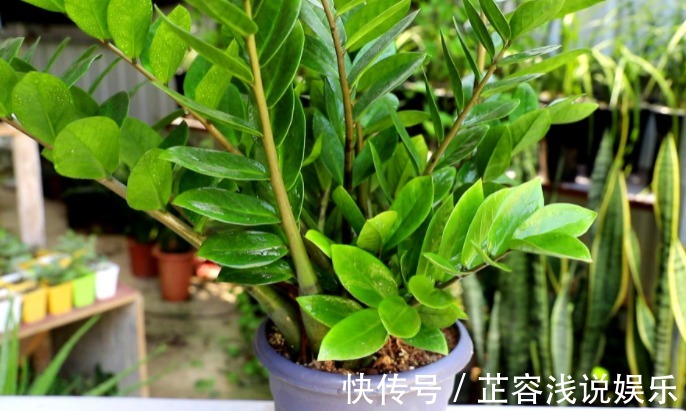 想要金钱树叶子油亮，夏季“这样”做，新手也能养爆盆