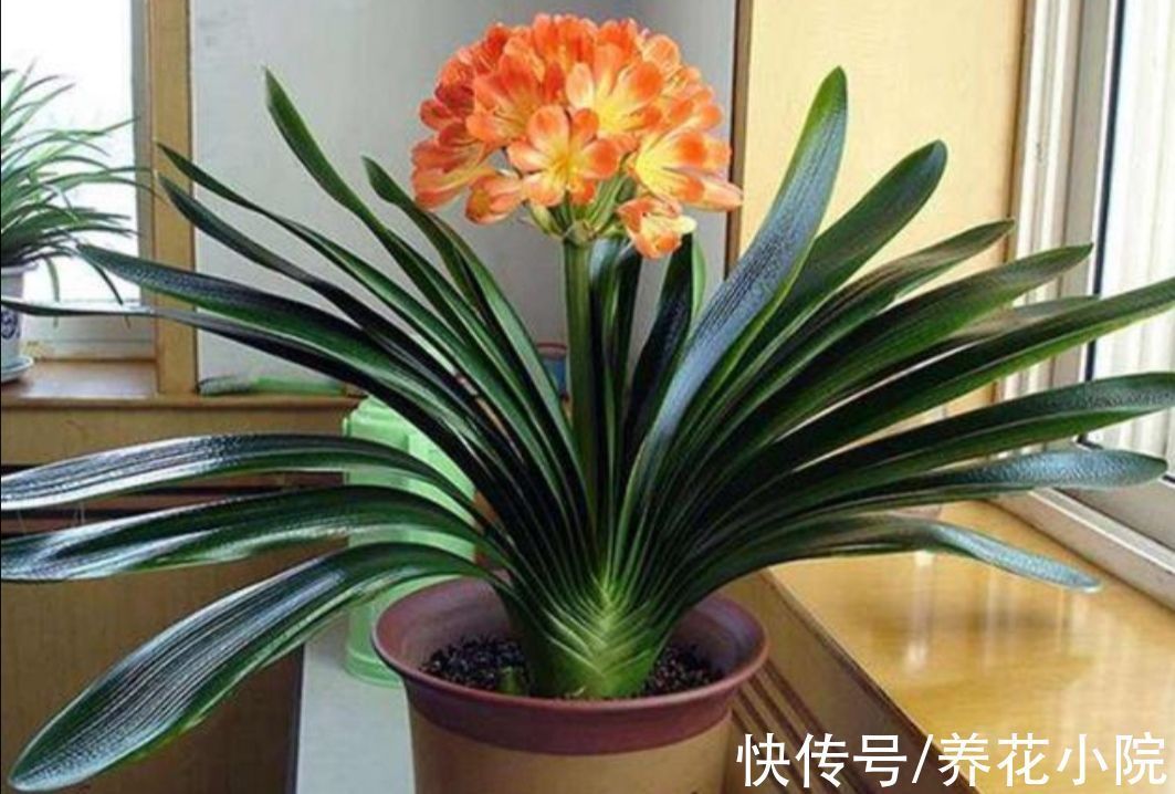 鲜艳|君子兰到了冬天,给它做好4件事,春天开花又大又鲜艳