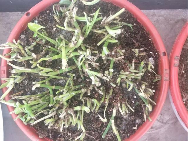 叶子|嫌花长的丑,趁现在砍头,满盆都是新叶子!