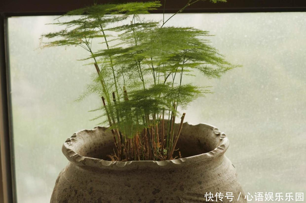 修剪|她家的文竹成了精,爬的满屋都是,剪不迭!