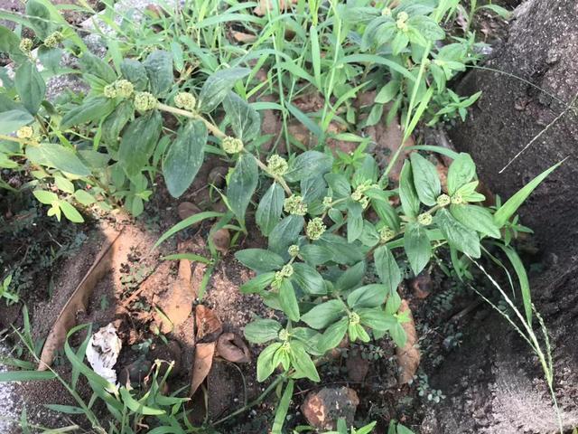 止痒|大飞扬草善于利湿止痒，还能通乳、解毒消肿，治疗多种炎症