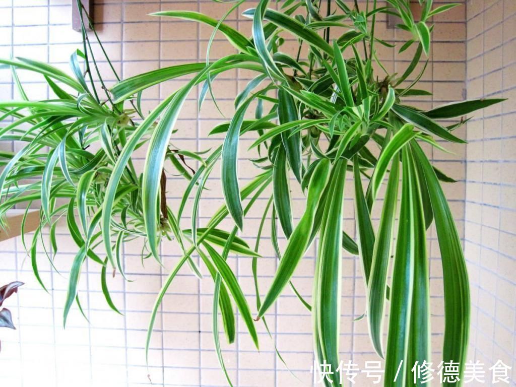 这3种植物，只要养过花的人都种过，你知道它们的生长特点吗？