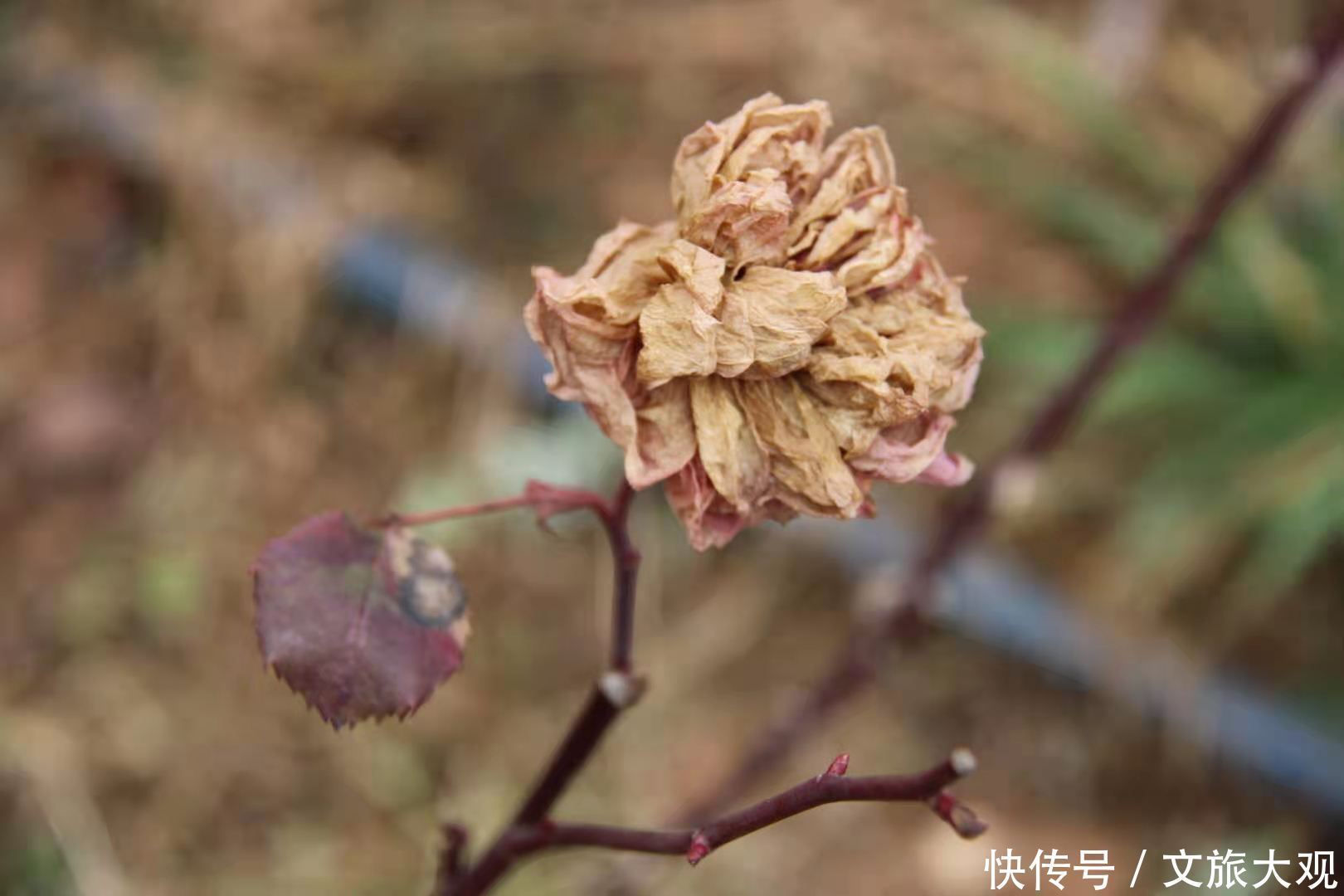 昆明冬日看花