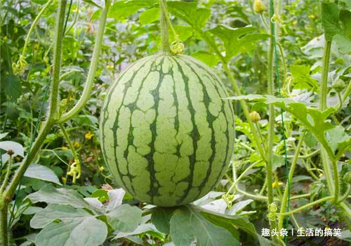 黄瓜|羡慕别人不生病,冬天4种食物要多吃,清热解毒,增强体质,养生